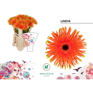 Gerbera Pasta Lindya Water