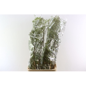 Rosa Corallo 120cm Ptk Green