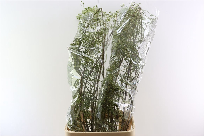 <h4>Rosa Corallo 120cm Ptk Green</h4>