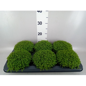 Soleirolia soleirolii   ...green