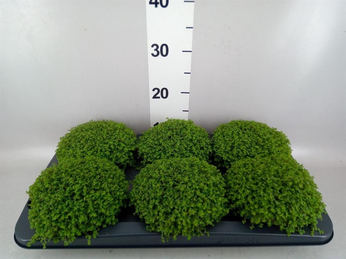 <h4>Soleirolia soleirolii   ...green</h4>