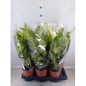 Dieffenbachia  'Mars'