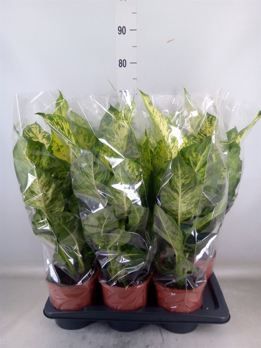 <h4>Dieffenbachia  'Mars'</h4>