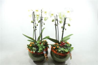 <h4>3409 ORANGE HENDRIK PHAL</h4>