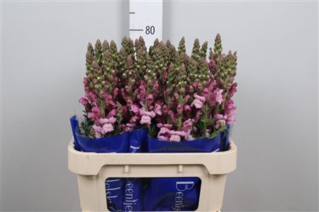 <h4>Antirrhinum majus 'Poto Lavendel'</h4>