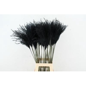 Dried Miscanthus Black 90cm