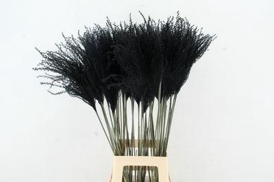 <h4>Dried Miscanthus Black 90cm</h4>