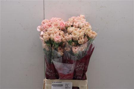 <h4>Di St Caramel</h4>