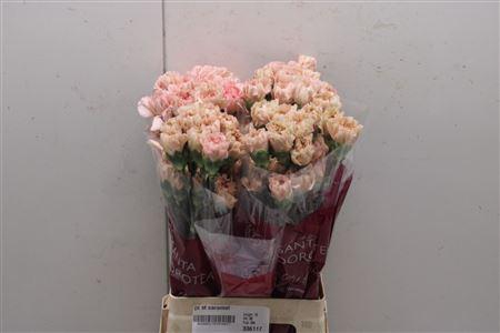 <h4>Di St Caramel</h4>