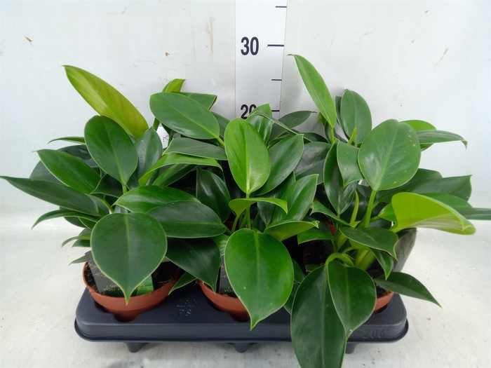 <h4>Philodendron  'Green Princess'</h4>