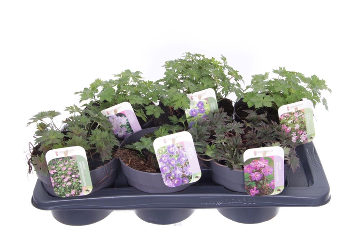 <h4>Geranium mix</h4>