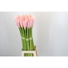 Zantedeschia Eydolls Pink