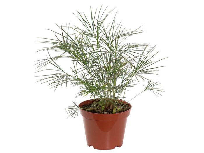 <h4>ACTINIOPTERIS AUSTRALIS P14</h4>