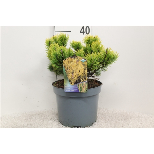 <h4>Pinus mugo 'Wintergold' P23 potgekweekt</h4>