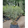 Olea Europaea Vertakt P80 H220 Nr21