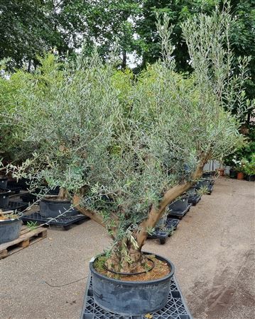 Olea Europaea Vertakt P80 H220 Nr21