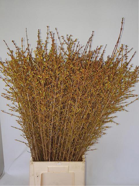 <h4>FORSY I SPECTABILIS</h4>