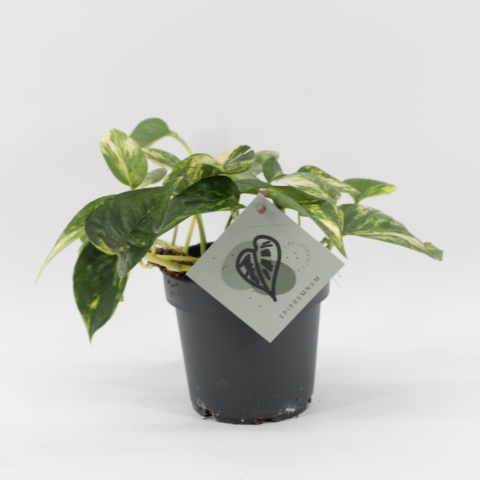 <h4>Epipremnum Churchill Gold</h4>