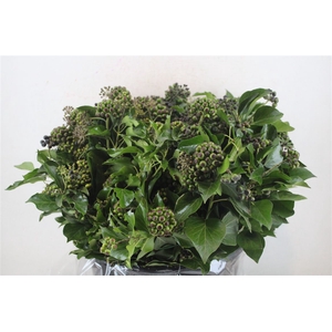 Hedera Berry 400gr P Bunch