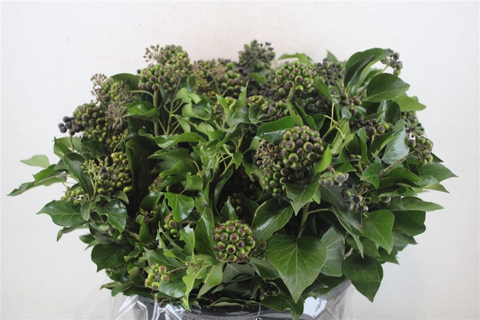 <h4>Hedera Berry 400gr P Bunch</h4>