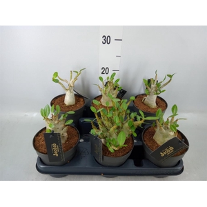 Adenium NB 'Ansu Baobab'
