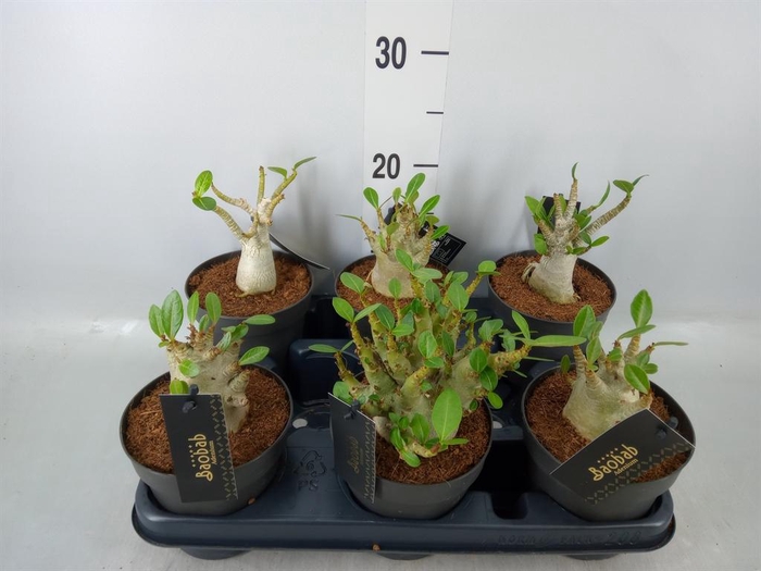 <h4>Adenium NB 'Ansu Baobab'</h4>