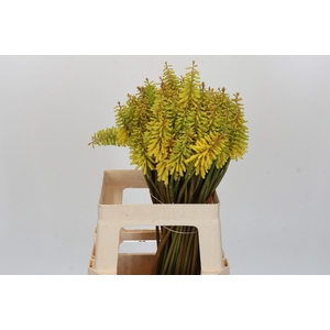Kniphofia Sunningdale Yellow