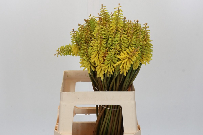<h4>Kniphofia Sunningdale Yellow</h4>