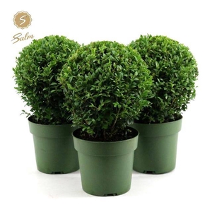 Buxus sempervirens