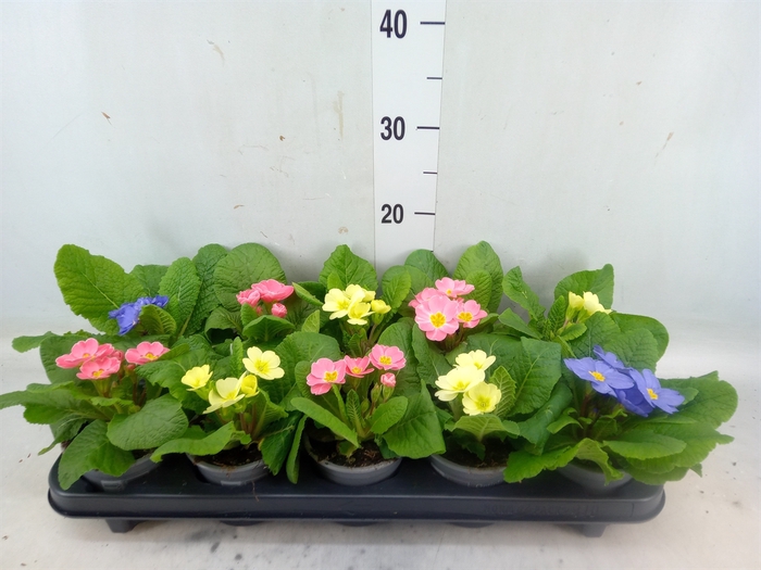 <h4>Primula ac. 'Candy'   ...mix</h4>