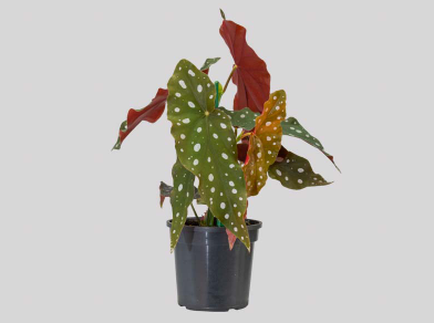 <h4>BEGONIA MACULATA P13 PO</h4>