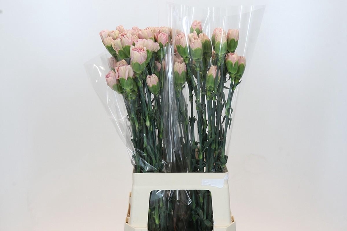 <h4>Dianthus St Creola</h4>