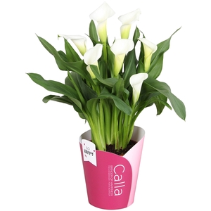 Zantedeschia Fresco SoHappyCalla wit met roze potcover