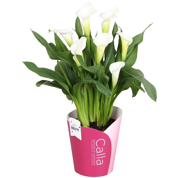 <h4>Zantedeschia Fresco SoHappyCalla wit met roze potcover</h4>