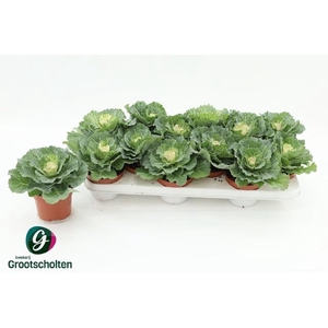 BRASSICA (SIERKOOL)