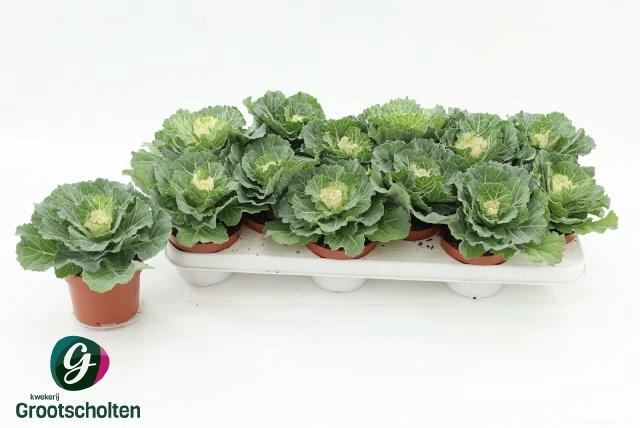 <h4>BRASSICA (SIERKOOL)</h4>