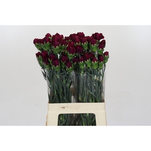 Dianthus St Purple Damascus