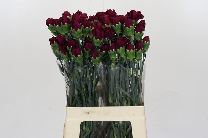 <h4>Dianthus St Purple Damascus</h4>