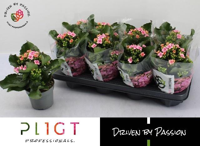 <h4>KAL GE MF LILLIAN</h4>