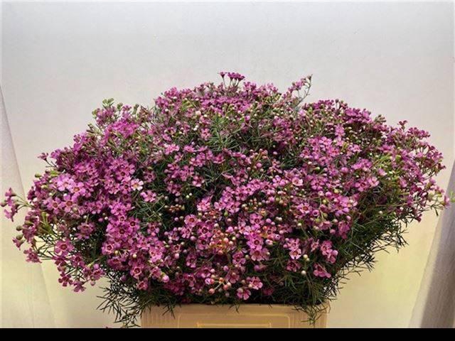 <h4>CHAME UN JUPITER</h4>