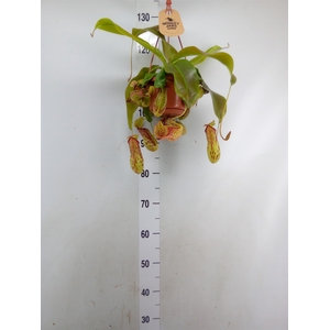 Nepenthes    ...