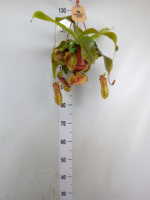 <h4>Nepenthes    ...</h4>