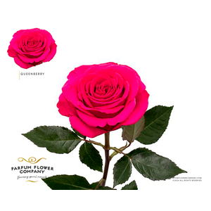 Rosa Premium Queenberry