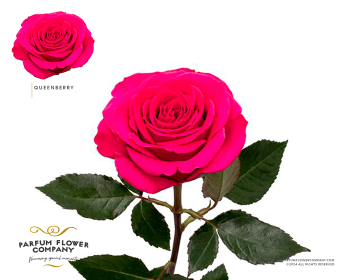 Rosa Premium Queenberry