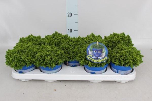 <h4>Hebe 'Emerald Gem'</h4>