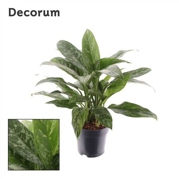 <h4>Aglaonema Green Lady</h4>