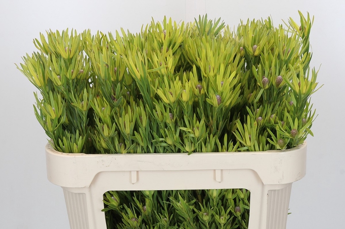 <h4>Leucadendron Lime Green Spray</h4>