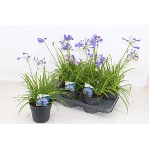 AGAPA BRILLIANT BLUE