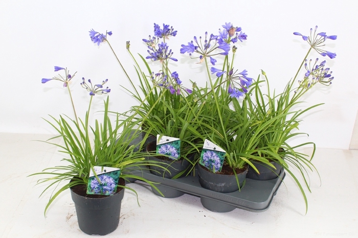 <h4>AGAPA BRILLIANT BLUE</h4>