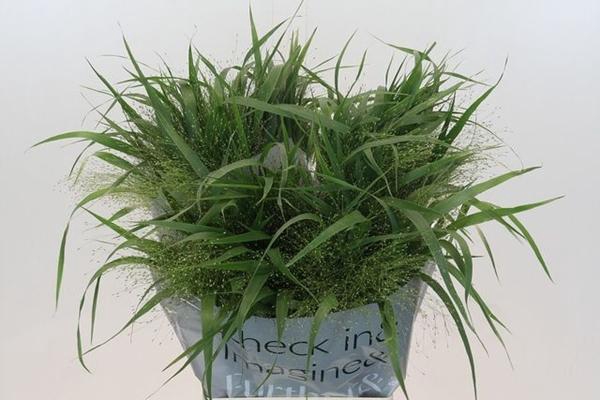 <h4>PANIC FOUNTAIN</h4>